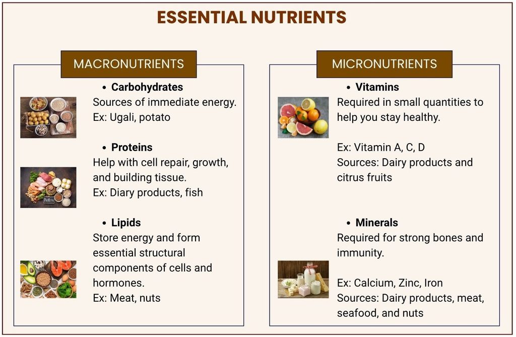 An illustration of essential nutrients. Inlcudes 2 major categories: 1. Macronutrients and 2. Micronutrients. Macronutrients are categorized into 3 main types, carbohydrates, lipids, and proteins. Micronutrients include vitamins and minerals. 